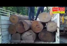 ফের অবৈধ চোরাই কাঠ উদ্ধার করল বনদপ্তর।