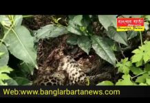 চা বাগানে পচা গলা চিতা বাঘের দেহ উদ্ধার করল বনদপ্তর।