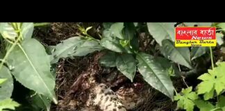 চা বাগানে পচা গলা চিতা বাঘের দেহ উদ্ধার করল বনদপ্তর।