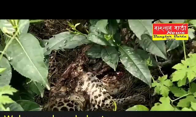 চা বাগানে পচা গলা চিতা বাঘের দেহ উদ্ধার করল বনদপ্তর।