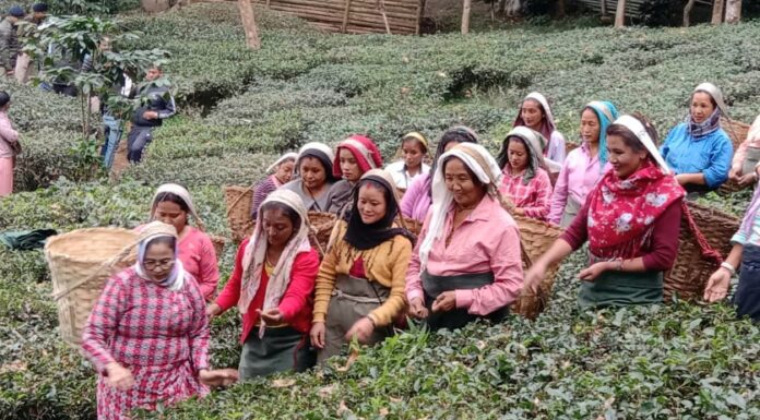 মুখ্যমন্ত্রী চা পাতা তুলছেন বাগানে।