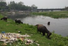 মহানন্দা নদীর চরে ছবি কবে বদলাবে?