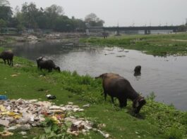 মহানন্দা নদীর চরে ছবি কবে বদলাবে?