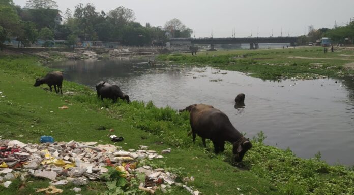 মহানন্দা নদীর চরে ছবি কবে বদলাবে?