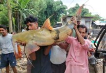 বিশাল আকারের বাঘার মাছ ধরা পরলো।