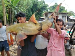 বিশাল আকারের বাঘার মাছ ধরা পরলো।