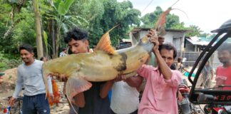 বিশাল আকারের বাঘার মাছ ধরা পরলো।