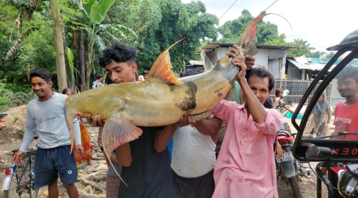 বিশাল আকারের বাঘার মাছ ধরা পরলো।